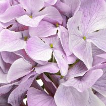 Artikel Dekoration Hortensia Kunstige Blomster Lilla Blomst Ø18cm 69cm 2stk