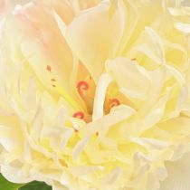 Artikel Dekoration Pæoner Kunstige Blomster Gul Blossom L64cm 2stk