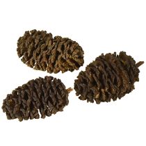 Artikel Dekorative kogler af elletræ, naturlige til dekoration, 3-4 cm, 200 g