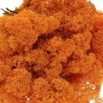 Deco Mos Orange Ægte mos til brugskunst Tørret, farvet 500g