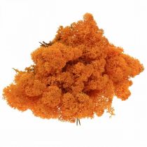 Deco Mos Orange Ægte mos til brugskunst Tørret, farvet 500g
