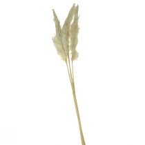 Dekorativ pampas græscreme tørt græs bleget 95cm 3stk