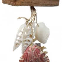 Deco bøjle maritime hængende dekorationsskaller søstjerne 27cm 3stk