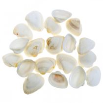 Artikel Deco Shell White Ægte skaller i et raffia net deco maritime 400g