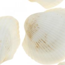 Deco Shell White Ægte skaller i et raffia net deco maritime 400g