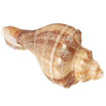 Artikel Skaller Dekorativ cremebrun stribet 3cm–8cm 300g