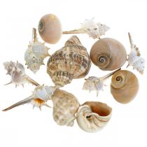 Artikel Dekorative skaller og sneglehuse tomme hvide, naturlige dekorative maritime 350g