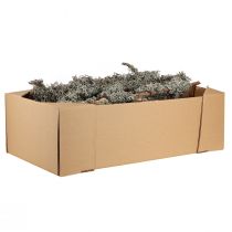 Artikel Dekorative grene, gråmos, lavgrene, 30-60 cm, 1 kg