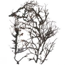 Deco grene bonsai træ deco grene 15-30cm 650g