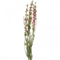 Tørret blomst delphinium, delphinium pink, tørrede blomster L64cm 25g