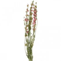 Artikel Tørret blomst delphinium, Delphinium pink, tør blomsterblomst L64cm 25g