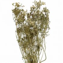 Tørrede blomster dild natur tør floristics 50cm 20p