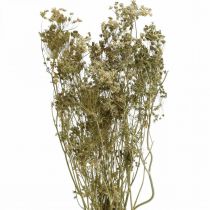 Artikel Tørrede blomster dild naturlig tør floristry 50cm 20 stk
