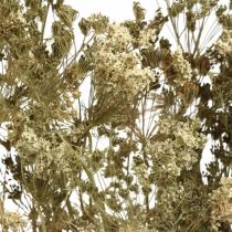 Artikel Tørrede blomster dild naturlig tør floristry 50cm 20 stk
