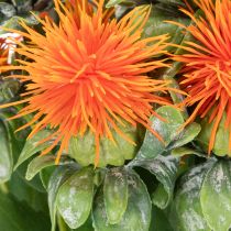 Artikel Kunstig orange saflor som kunstig blomst til vaser og dekoration, 55 cm, 4 stk.