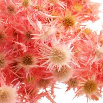Tørret tidsel deco gren Støvet pink tørrede blomster 100g