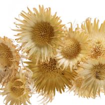 Tidseltørret deco-gren Bergdistel Alpendistel 10St