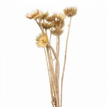 Tidseltørret deco-gren Bergdistel Alpendistel 10St