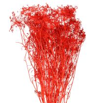 Artikel Tørrede blomster fra Umbellifera røde 70 cm 150 g