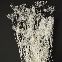 Artikel Tørrede skærmblomster hvide 70-80 cm 150 g