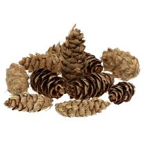Artikel Douglas kegler 1,3 kg