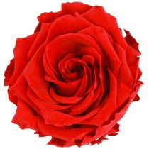 Artikel Ægte rosenhoveder Infinity Roses Røde Premium Ø8,5cm 4 stk