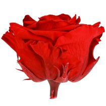 Artikel Ægte rosenhoveder Infinity Roses Røde Premium Ø8,5cm 4 stk