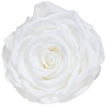 Artikel Ægte rosenhoveder Infinity Roses Hvide Premium Ø8,5cm 4 stk