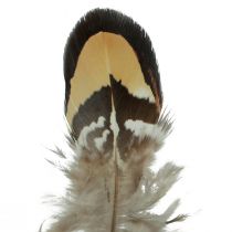 Artikel Ægte fuglefjer dekorative fjer stribet 3-4cm 60stk