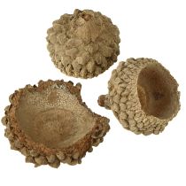 Artikel Agernhætter naturlige dekorative agern til hobbybrug 1,5 cm 200 g