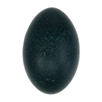 Emu æg naturligt 12cm - 14cm 1p