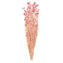 Artikel Jordbærtidsel dekoration gamle pink tørrede blomster pink 50cm 100g