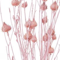 Artikel Jordbærtidsel tørtidseldekoration lys pink 58cm 65g