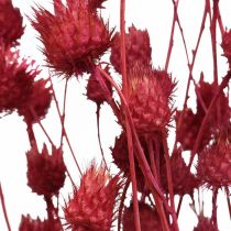 Tørrede blomster Rød Tørtidsel Jordbærtidselfarvet 100g