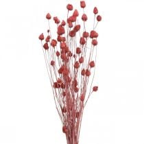 Tørrede blomster Tørrede tidsel Jordbærtidsel Lyserød 100g