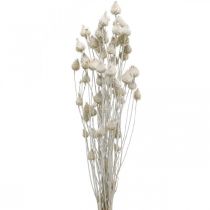 Tørrede blomster Hvid Tørret Tidsel Jordbærtidsel Farvet 100g