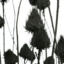 Artikel Tørrede blomster Sort Dry Thistle Jordbærtidsel 100g