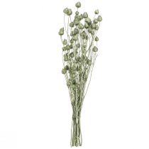 Artikel Jordbærtidsler i metallic grøn Ø1cm–2cm L55cm 100g