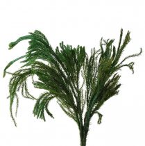 Artikel Erika mos dekorativ mosgrøn naturdekoration tørret 20-35cm 400g