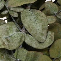 Artikel Konserverede dekorative grene og blade af eukalyptus, runde tørrede dekorationer, grønne, 150 g