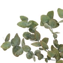 Artikel Konserverede dekorative grene og blade af eukalyptus, runde tørrede dekorationer, grønne, 150 g