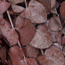 Artikel Eukalyptusgrene, konserveret eukalyptus, tørrede blomster, røde, 75 cm, 150 g