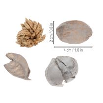 Artikel Potpourri borddekoration med nødder for en naturlig sommerstemning