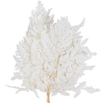 Artikel Bregnedekoration Ægte Bregneblade Hvide Konserveret 45cm 10 Stk