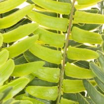 Artikel Kunstig bregnegren, kunstig grøn plante til dekoration, 45 cm