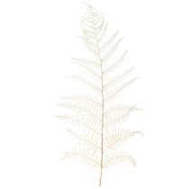 Artikel Bregneblade Hvid Bregnetørret Bleget 50cm 10 stk
