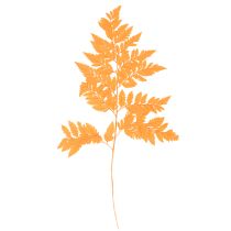 Artikel Tørrede og konserverede bregneblade til blomster og efterårsdekoration, 42 cm, 10 stk.