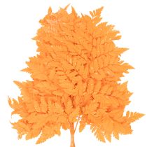 Artikel Tørrede og konserverede bregneblade til blomster og efterårsdekoration, 42 cm, 10 stk.