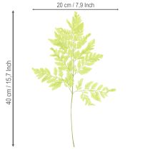 Artikel Bregner: Konserveret naturmateriale af høj kvalitet til langvarige dekorationsprojekter, 40 cm, 10 stk.