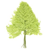 Artikel Bregner: Konserveret naturmateriale af høj kvalitet til langvarige dekorationsprojekter, 40 cm, 10 stk.
